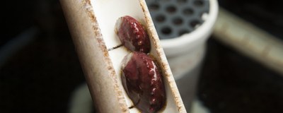 white abalone