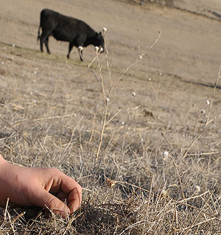 rangeland