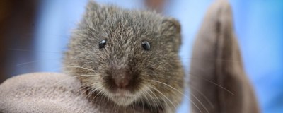 vole