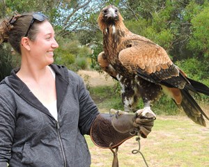 Eagle