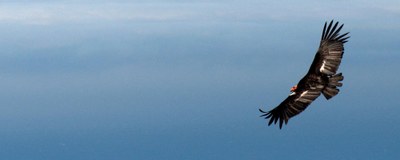 CA condor