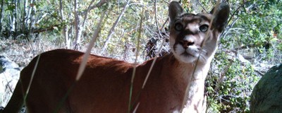 mountain lion
