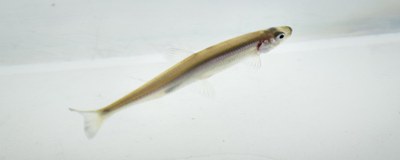 delta smelt