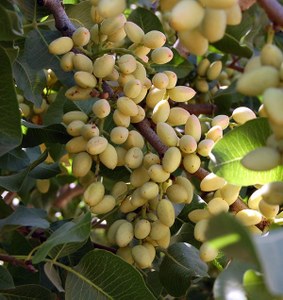 fruit