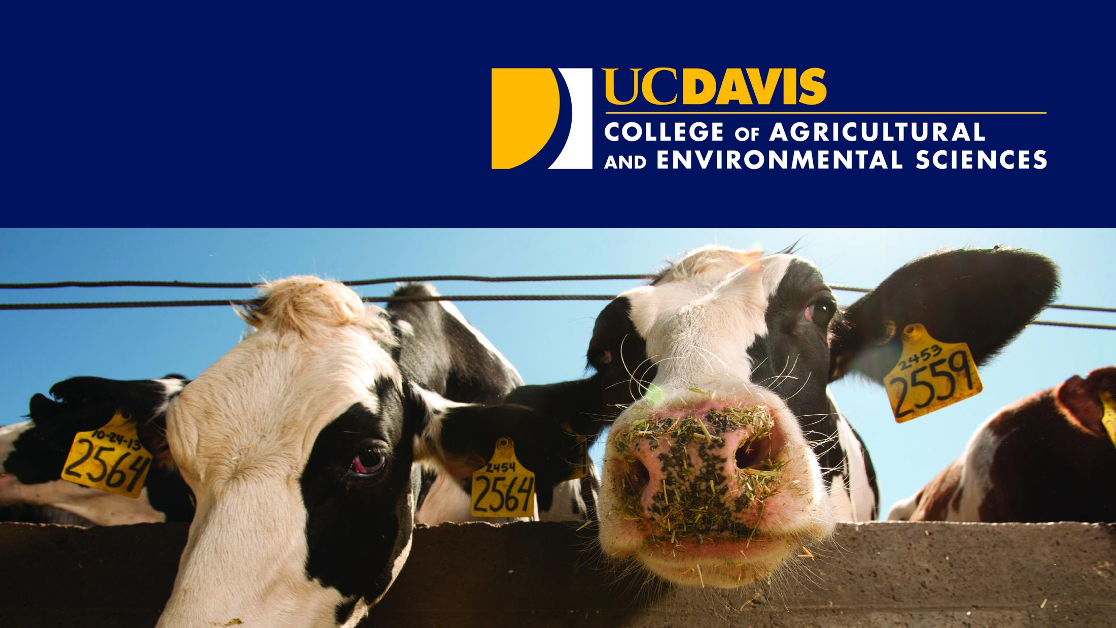 CA&ES Logo with Cow Image