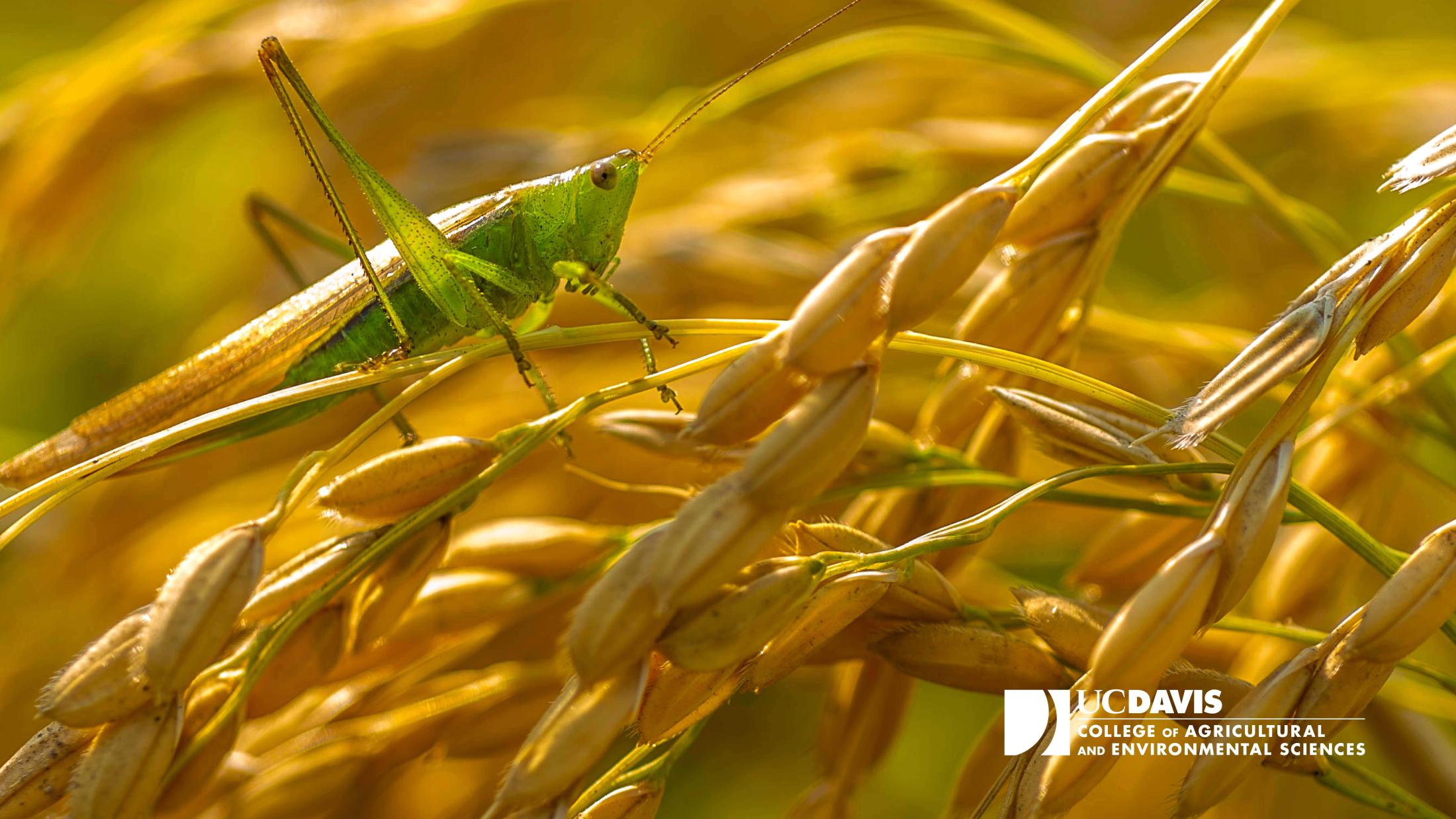 Grasshopper with CA&ES Logo