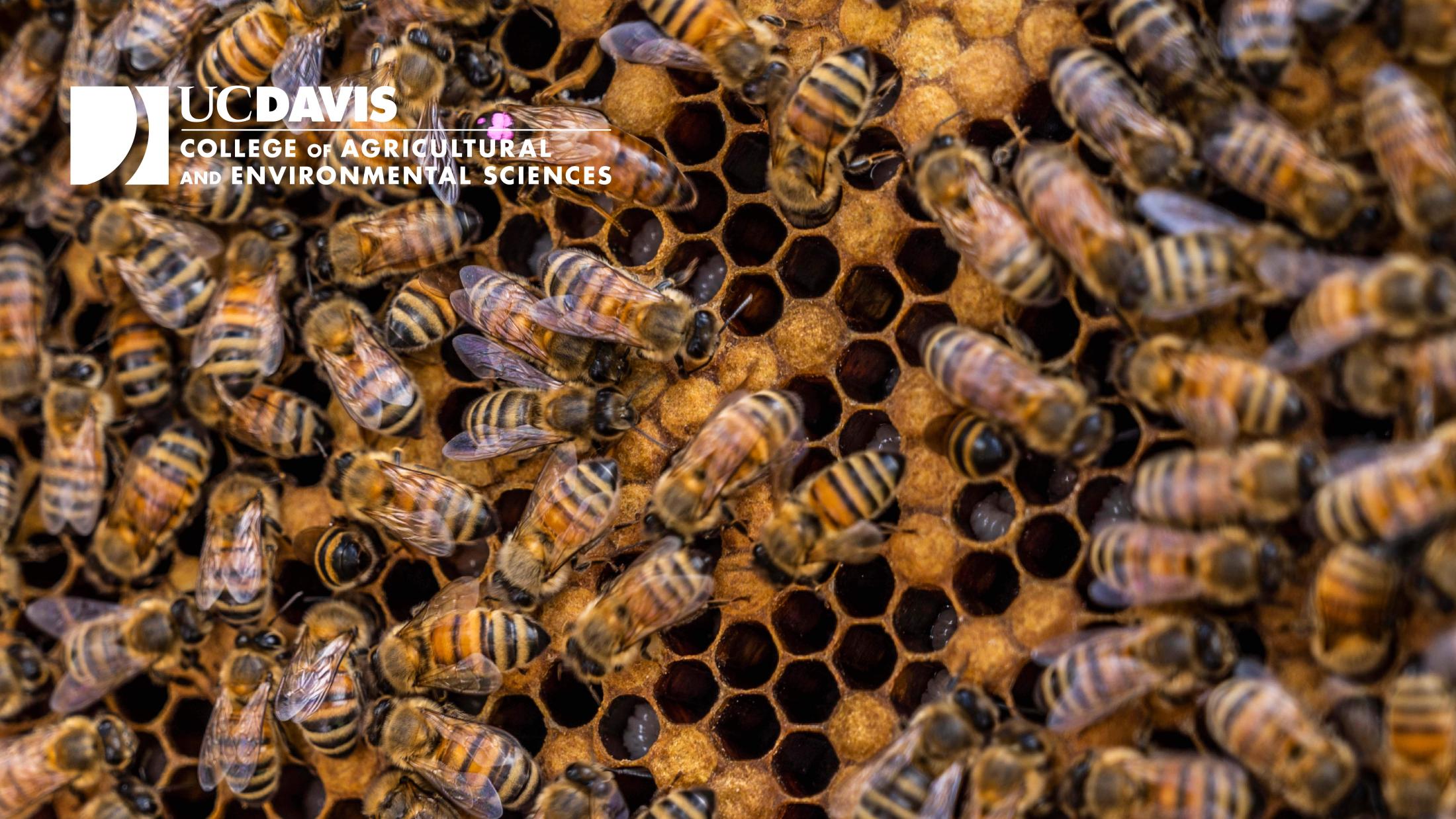 Bees with CA&ES logo