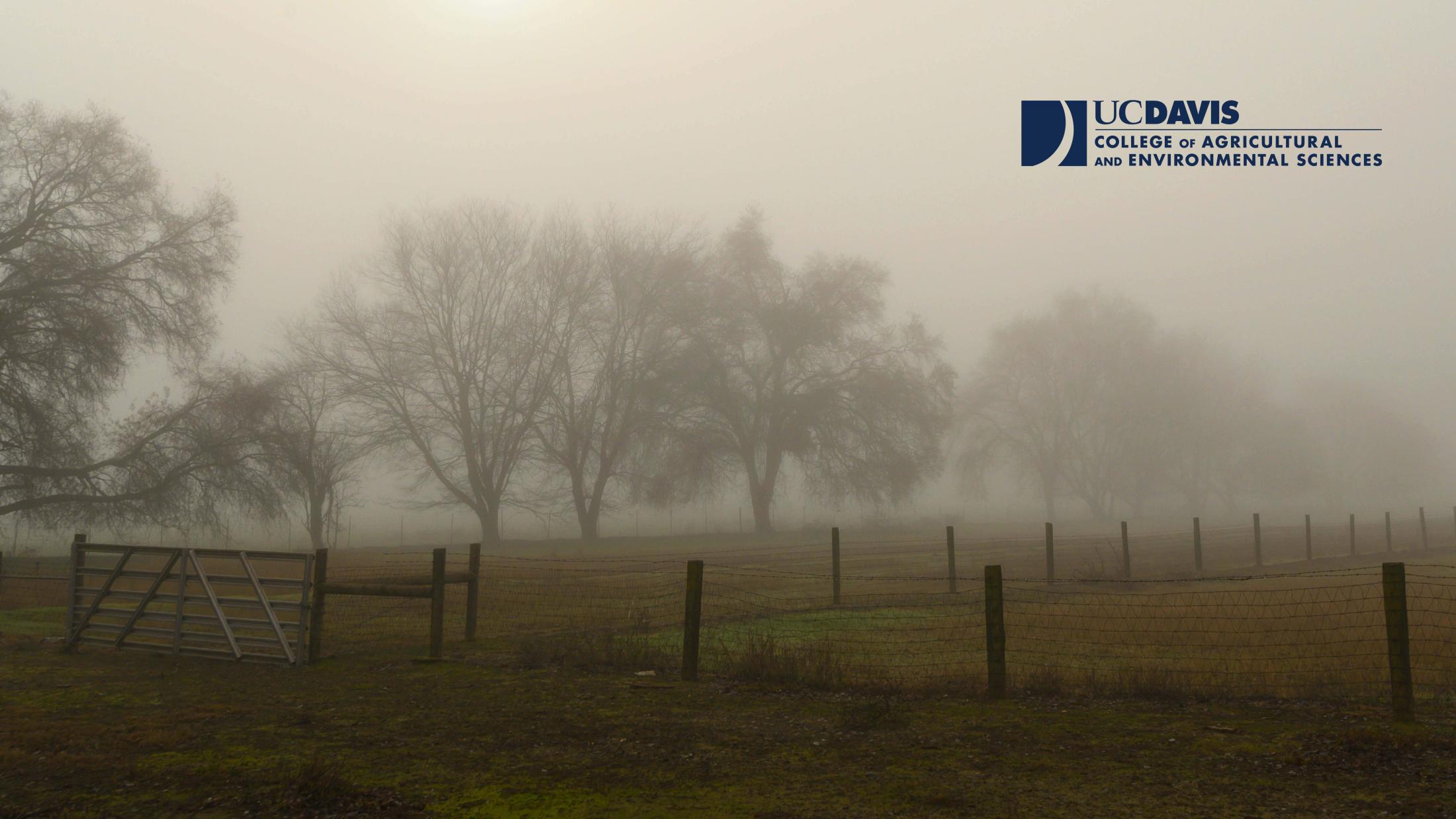Fog with CA&ES logo