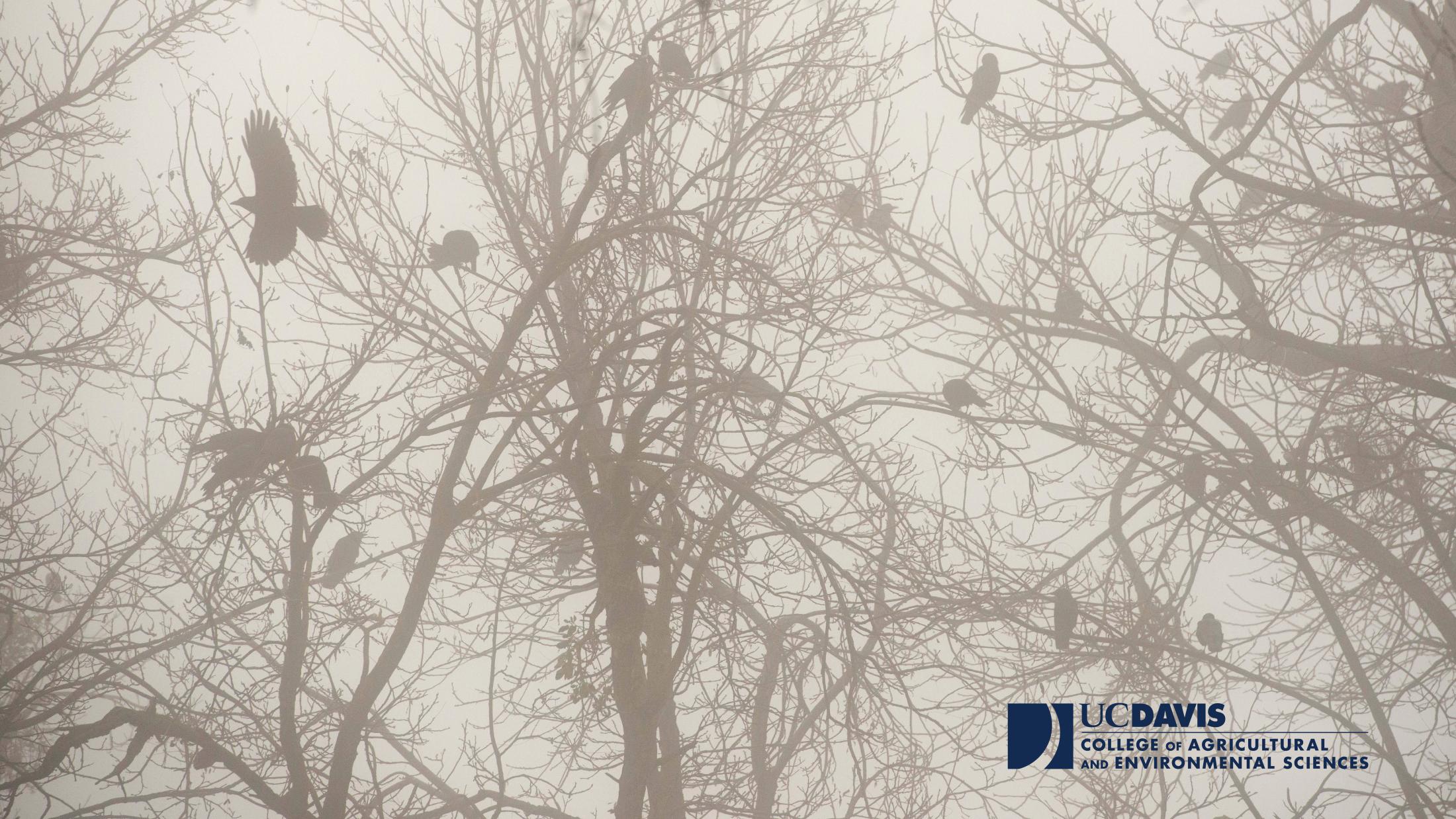 Fog with birds in trees with CA&ES logo