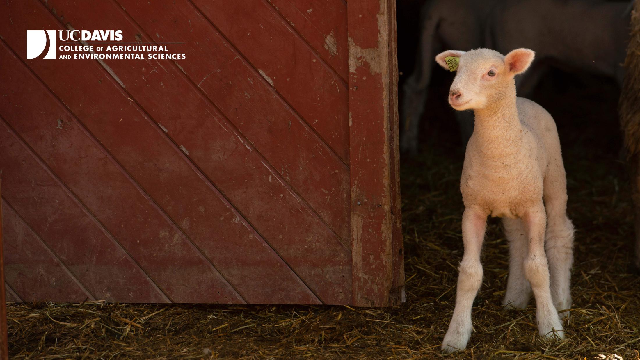 Lamb with CA&ES Logo
