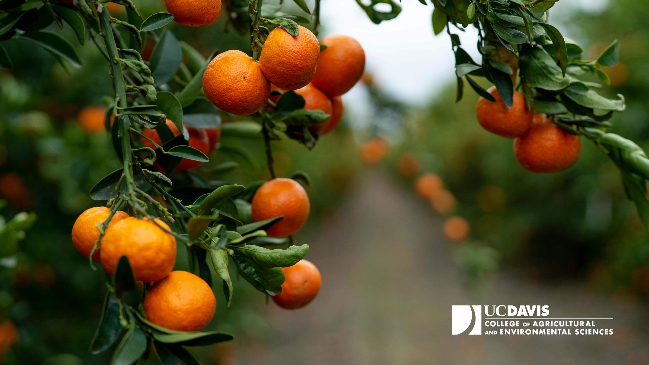 Oranges with CA&ES logo