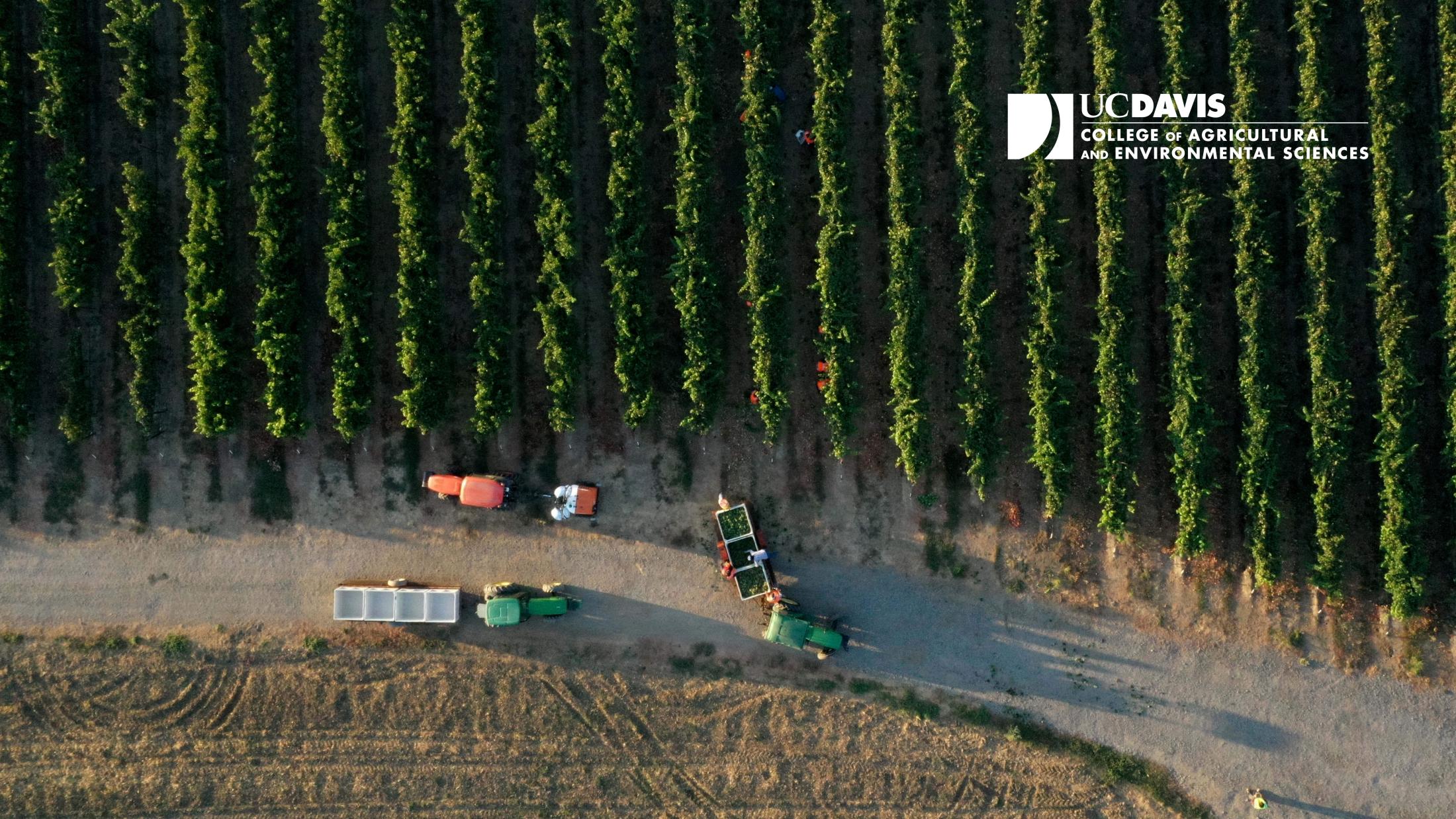 Vineyard with CA&ES logo