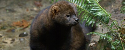 pacific fisher