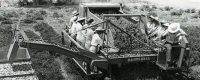 tomato harvester