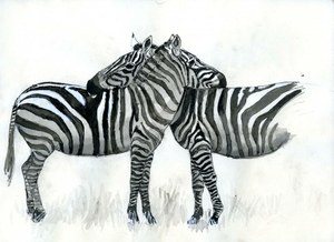 zebra