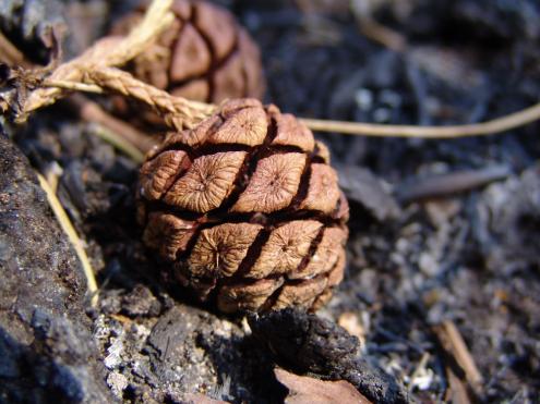 A cone from a giant sequoia. (Mark Bult/Save the Redwoods League)