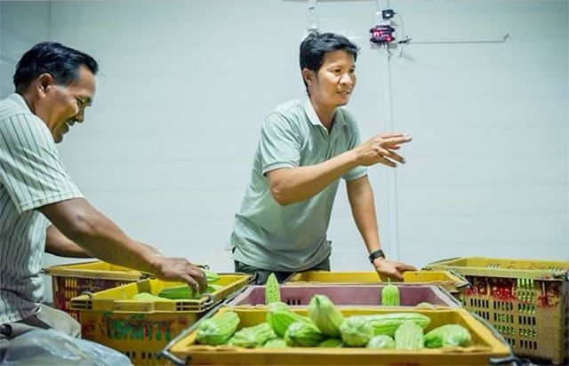 Farmers Nob Non, right, and Cheang Sophat, left, move unsold bittermelon into the packinghouse cold room to keep the vegetables fresh for future sale. Non is president of the cooperative that owns the packinghouse and also the first farmer to be certified for 'good agricultural practices', a certification used commonly in export products and that is made possible by improved technologies at the packinghouse. Photo credit: Max Fannin for UC Davis