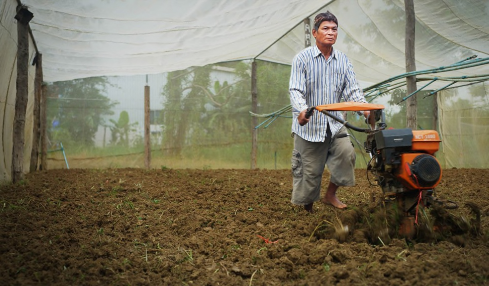 Many Cambodian farmers have started to grow their vegetables inside nethouses where the plants can be physically protected from pests and damaging torrential rain. Horticulture Innovation Lab researchers first proposed nets for pest management in Cambodia based on experience in Kenya where the nets were low to the ground, but farmers here wanted to be able to walk inside. Photo credit: Max Fannin for UC Davis