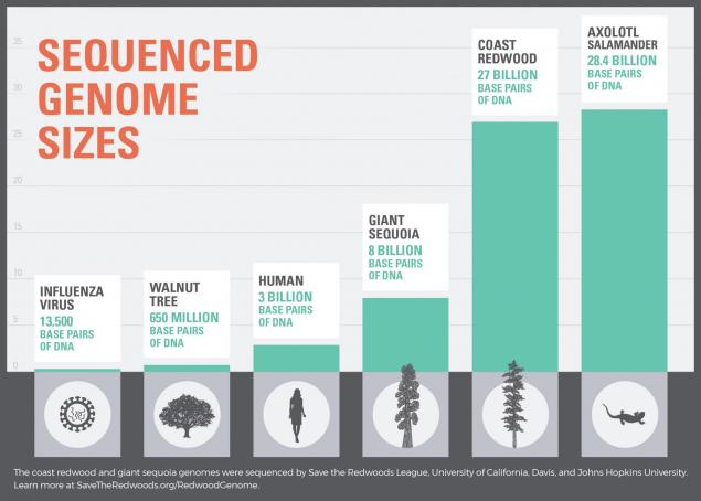 Sequenced Genome Sizes