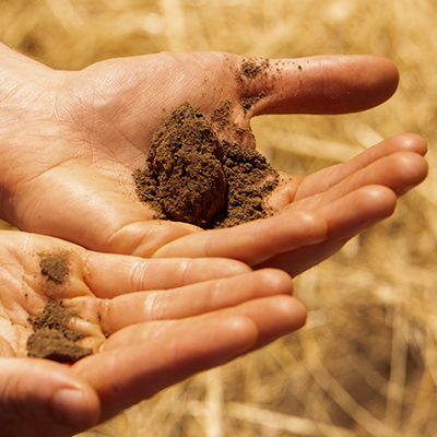 Soil being held and evaluated.