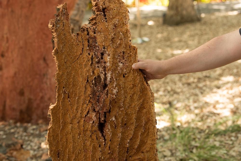 Bark from a cork oak tree after harvest. (Gregory Urquiaga/UC Davis)