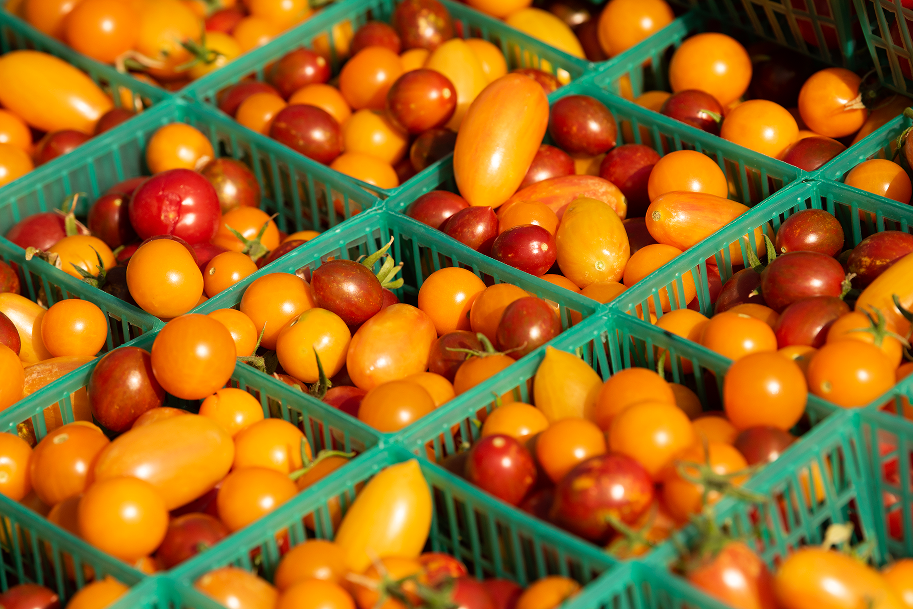 Yellow and red cherry tomatoes in green baskets.