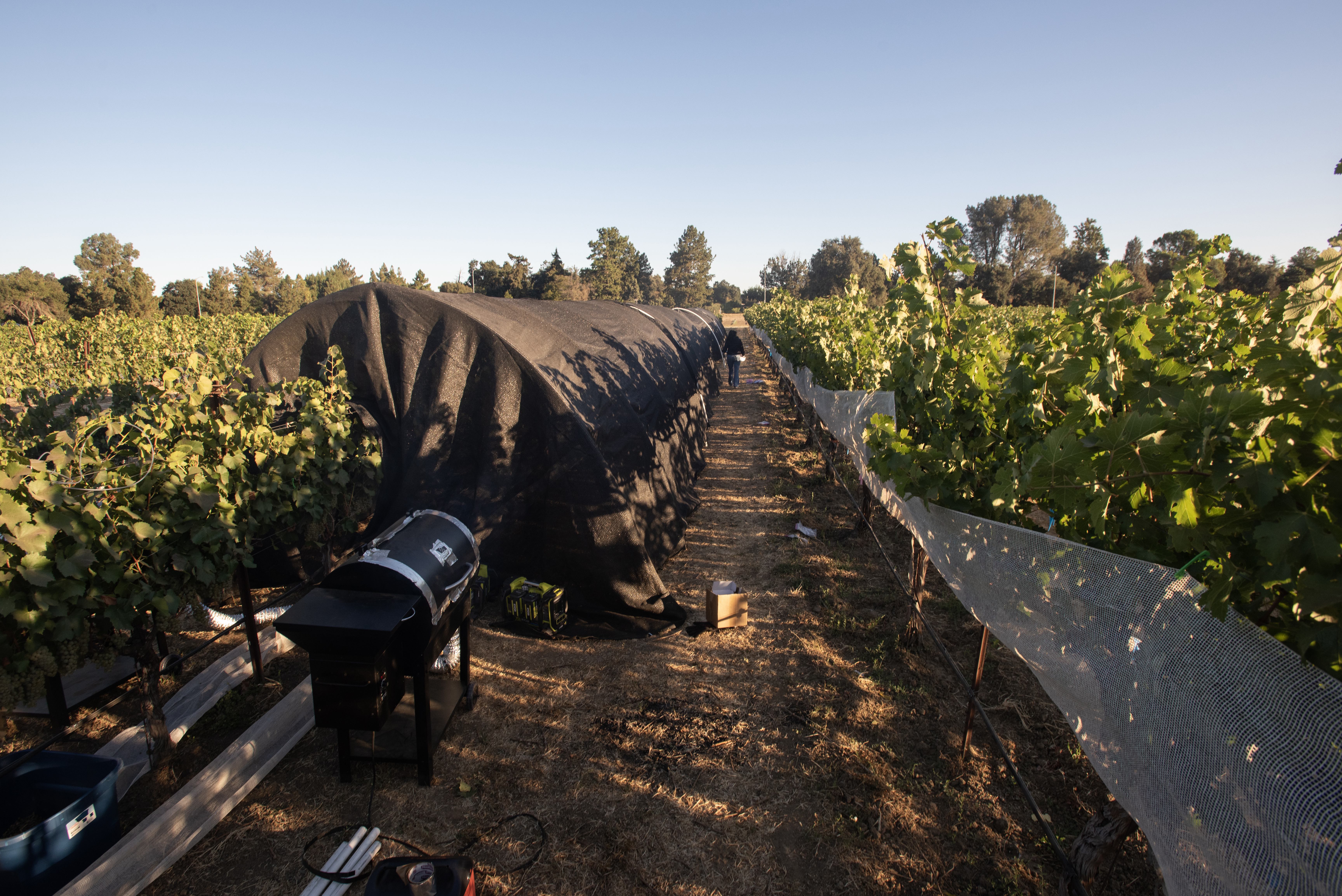 A vineyard with black tarps covering rows and equipment alongside grapevines.