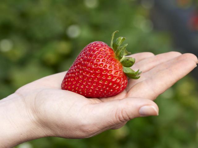 A hand holds a large strawberry with a green field in the background.