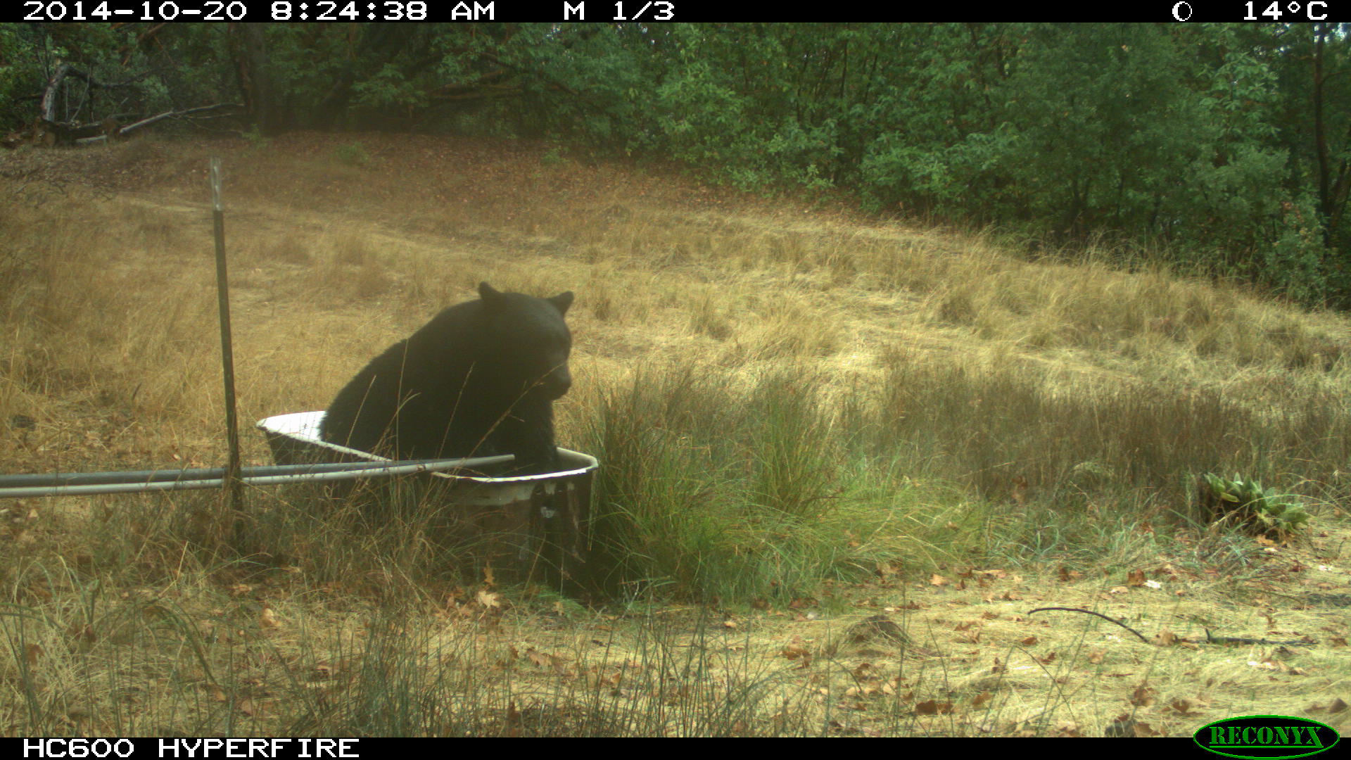 A bear in the Hopland Research and Extension Center 