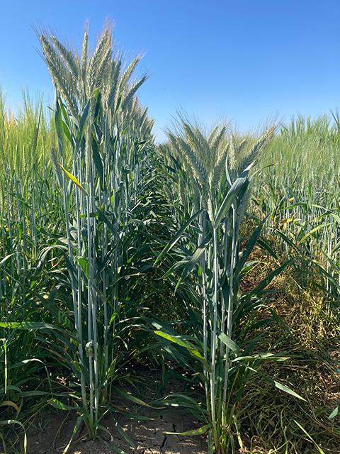 One aim of the research was to produce food-bearing grasses that are short above-ground, but whose first sprouts underground are normal-sized. (Juan Debernardi/UC Davis)