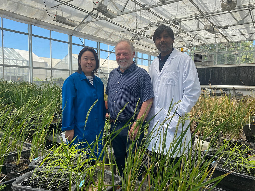 Three people, two in lab coats, stand amongst growing wheat plants inside a greenhouse.