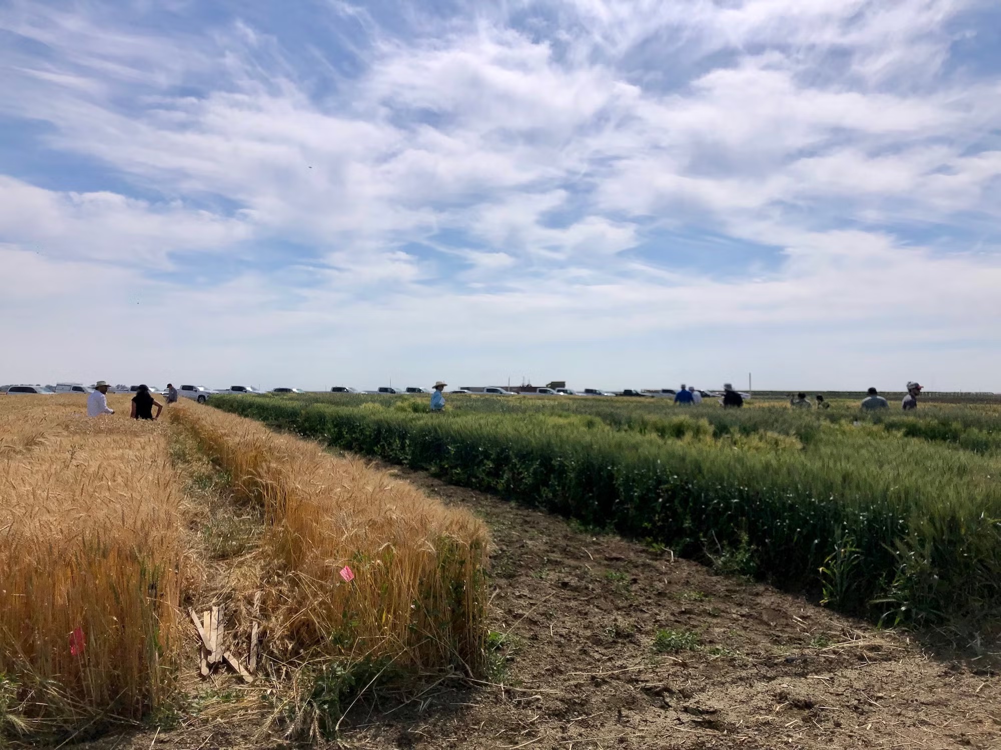 Golden wheat and green crops split by a dirt path under a cloudy blue sky, distant figures
