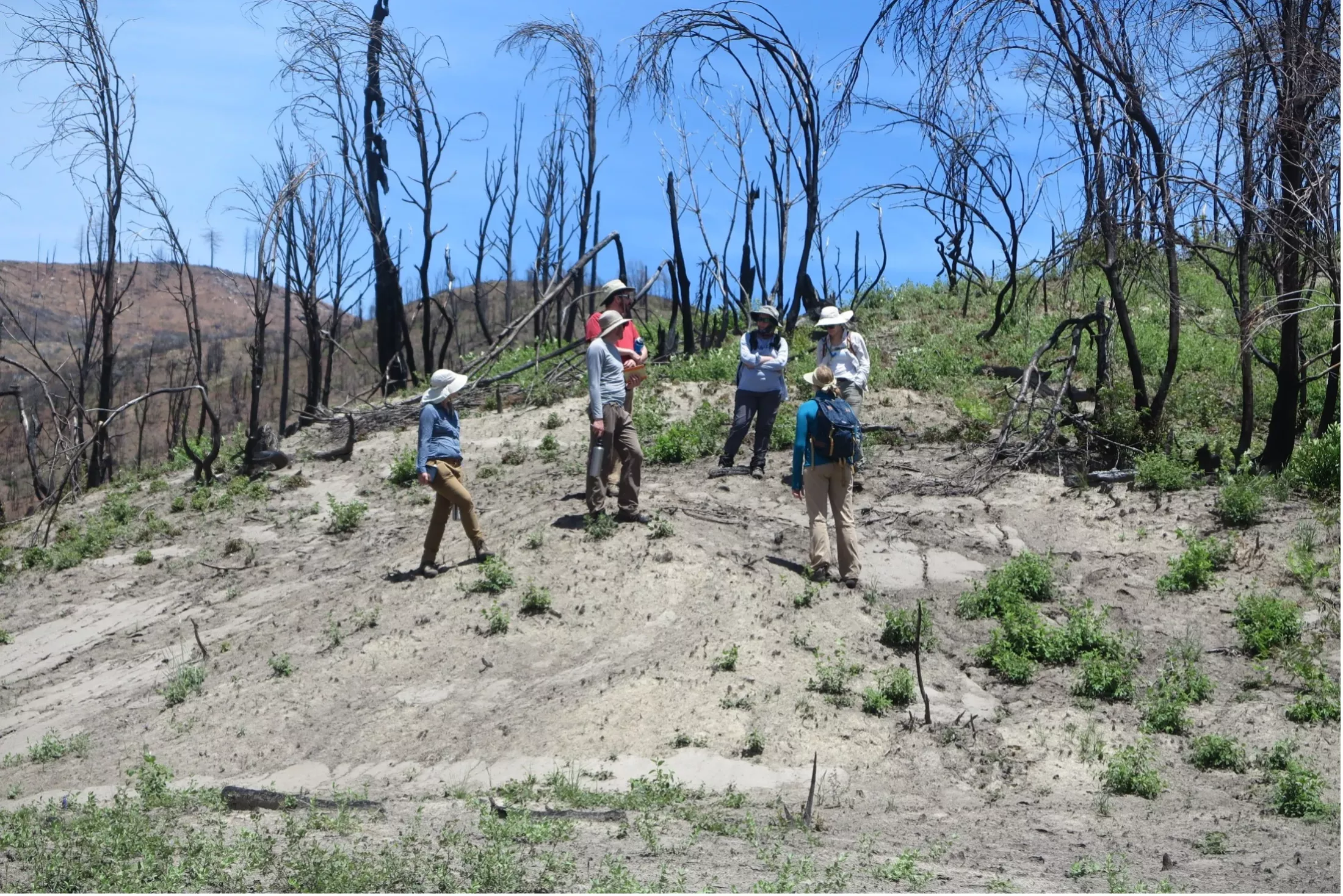 UC Davis scientists and staff visit the site of the 2018 Camp Fire, near Paradise, California, with US Forest Service foresters. (Jim Thorne, UC Davis)