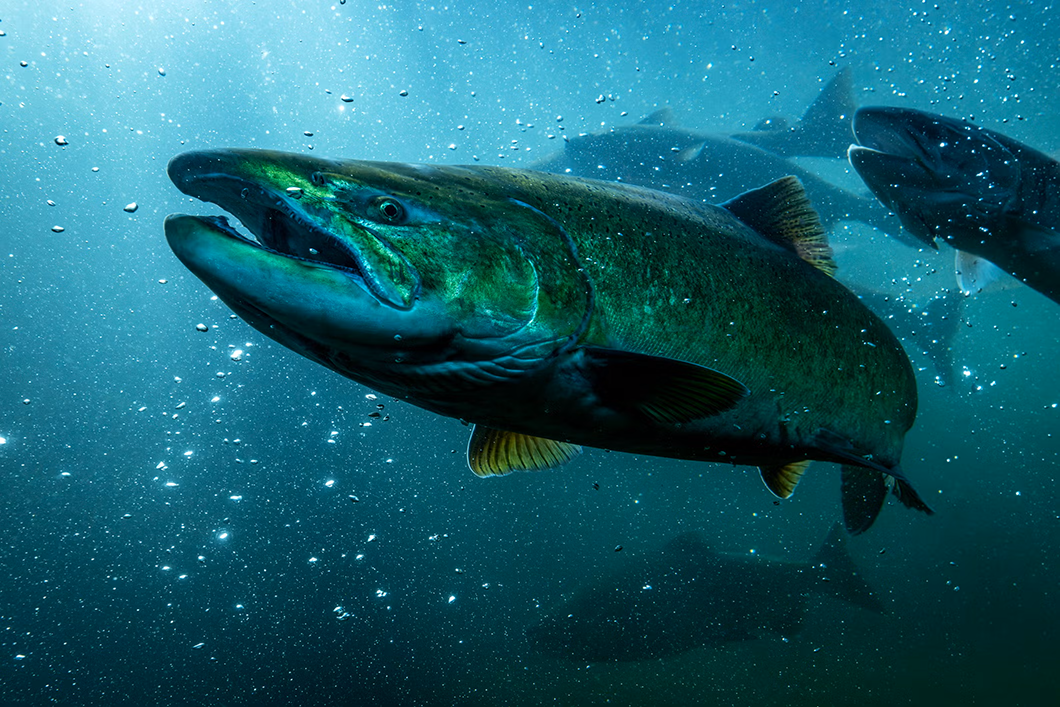A thiamin deficiency linked to a West Coast anchovy boom poses a threat to salmon runs. (Dave Alan/Getty)