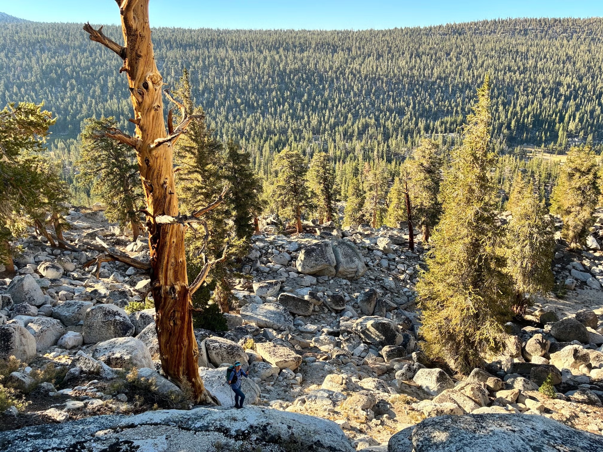 Pines in the Sierra Nevada mountains. 