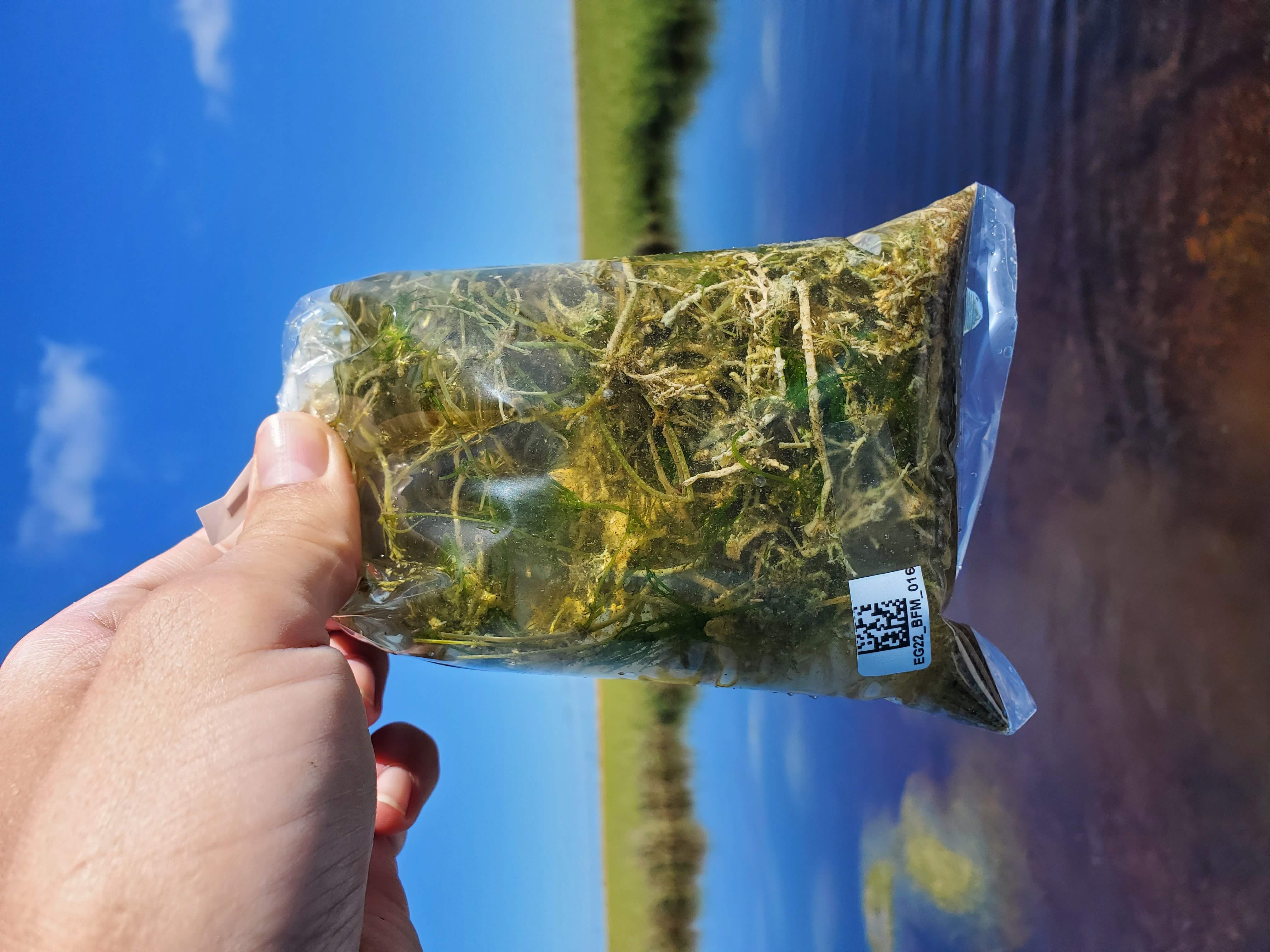 Vegetation sample