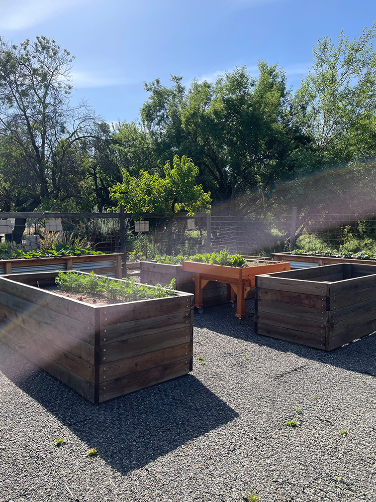 A new accessibility garden opens on campus with ADA-compliant pathways and raised beds that can be used by individuals in wheelchairs. Photo by: Tiffany Dobbyn, UC Davis
