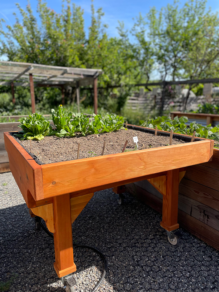 This raised garden bed allows front access for wheelchair users. Three other raised beds and a composting area were built by a local Boy Scout troop. Photo by: Tiffany Dobbyn, UC Davis