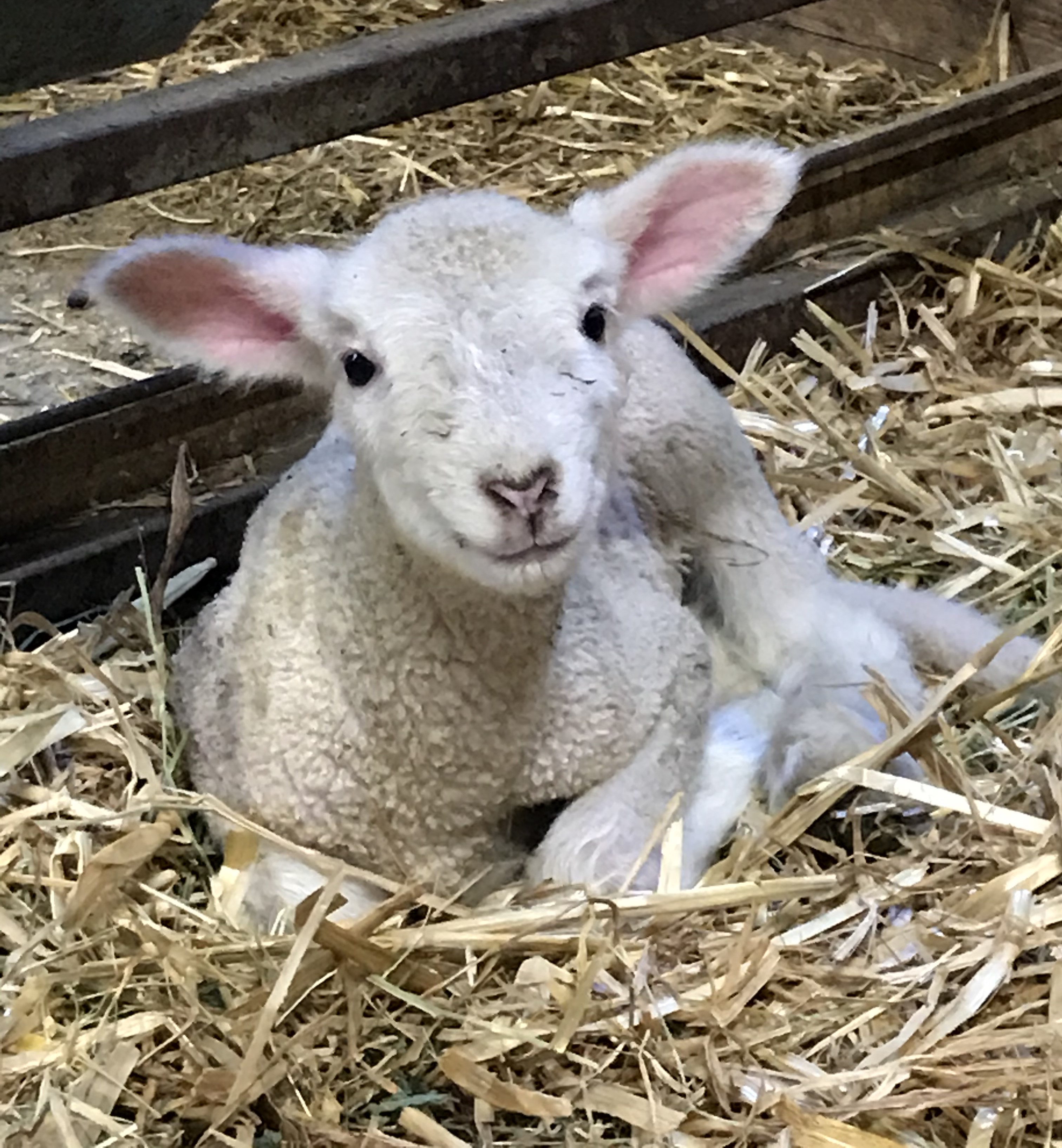 A gene edited lamb. (Alison Van Eenennaam / UC Davis)