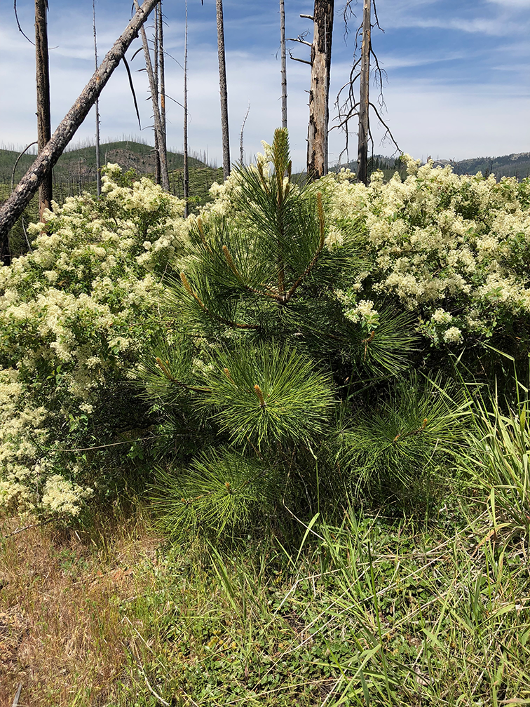 A young pine tree growing among shrubs in one of the wildfire restoration research plots. (Andrew Latimer / UC Davis)