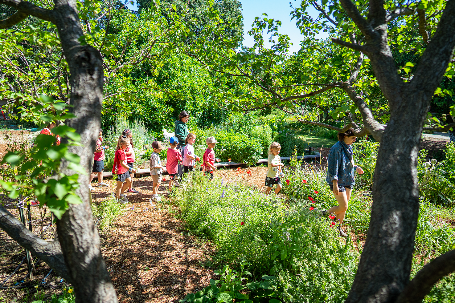 UC Davis students lead elementary school students on a walk around the Ecological Garden. Kids enjoy a fun, outdoor introduction to where food comes from and garden ecosystems. Photo by: Jael Mackendorf, UC Davis