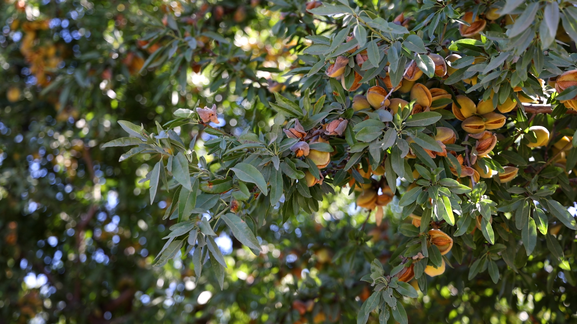 Almonds growing on a tree.