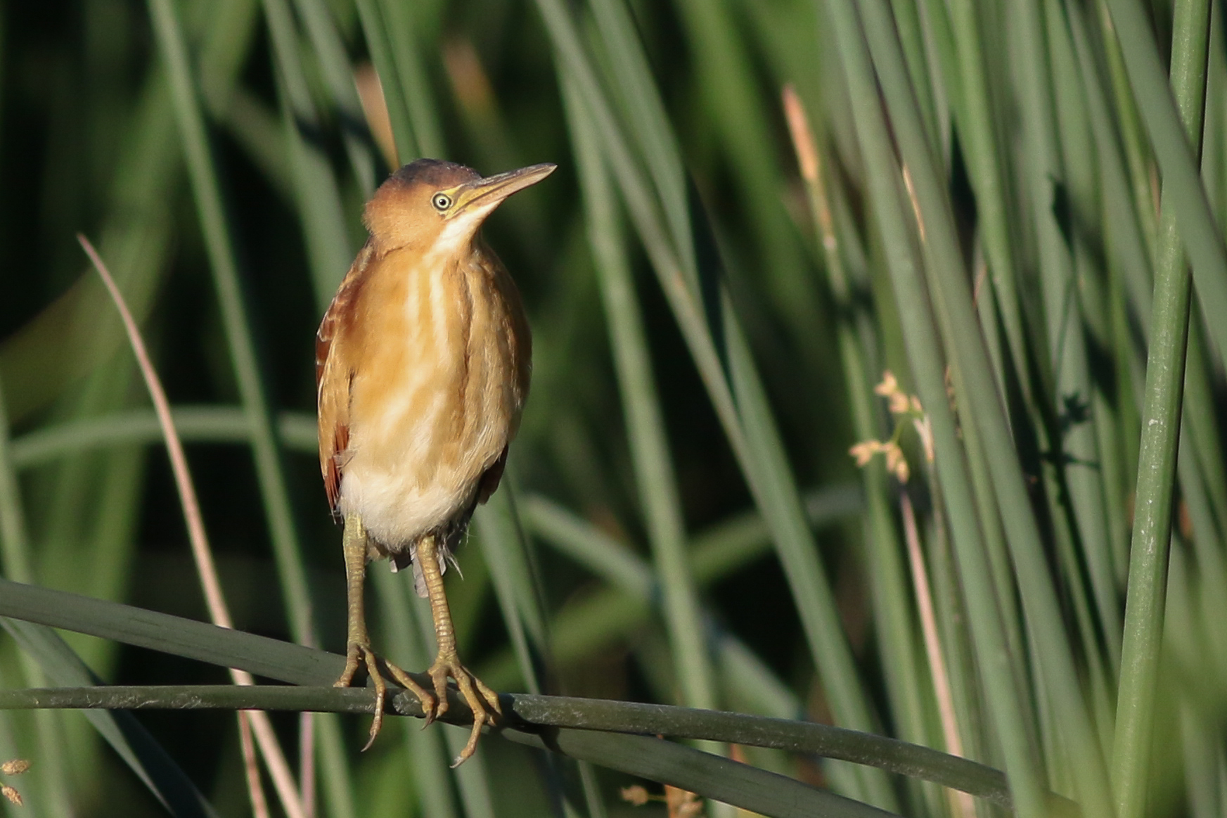 The team heard a least bittern, like the one seen here, on their Big Day. It was species number 172 and tied the record around 9 p.m. Photo by: Zane Pickus, UC Davis.