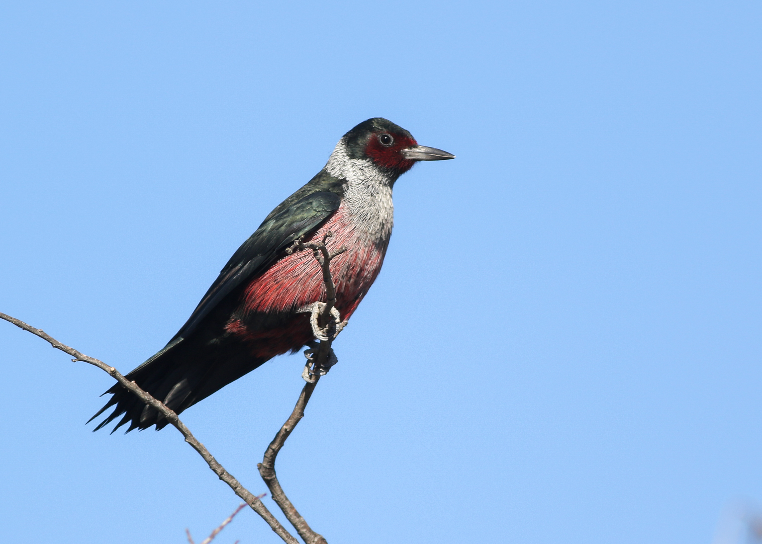 The birders were pleasantly surprised to find this species, a Lewis’s woodpecker, at one of their stops in the Capay Valley. Photo by: Zane Pickus, UC Davis