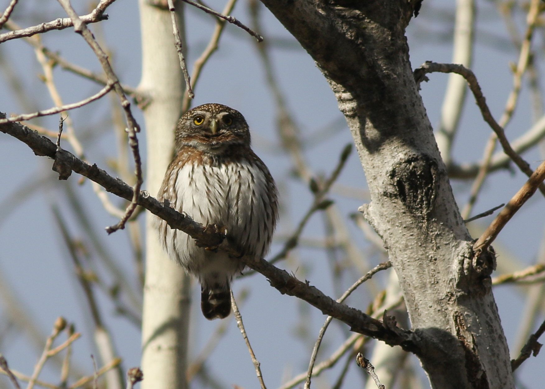 The whole team was excited to see a northern pygmy owl, like the one seen here, on their Big Day in Yolo County. Photo by: Zane Pickus, UC Davis