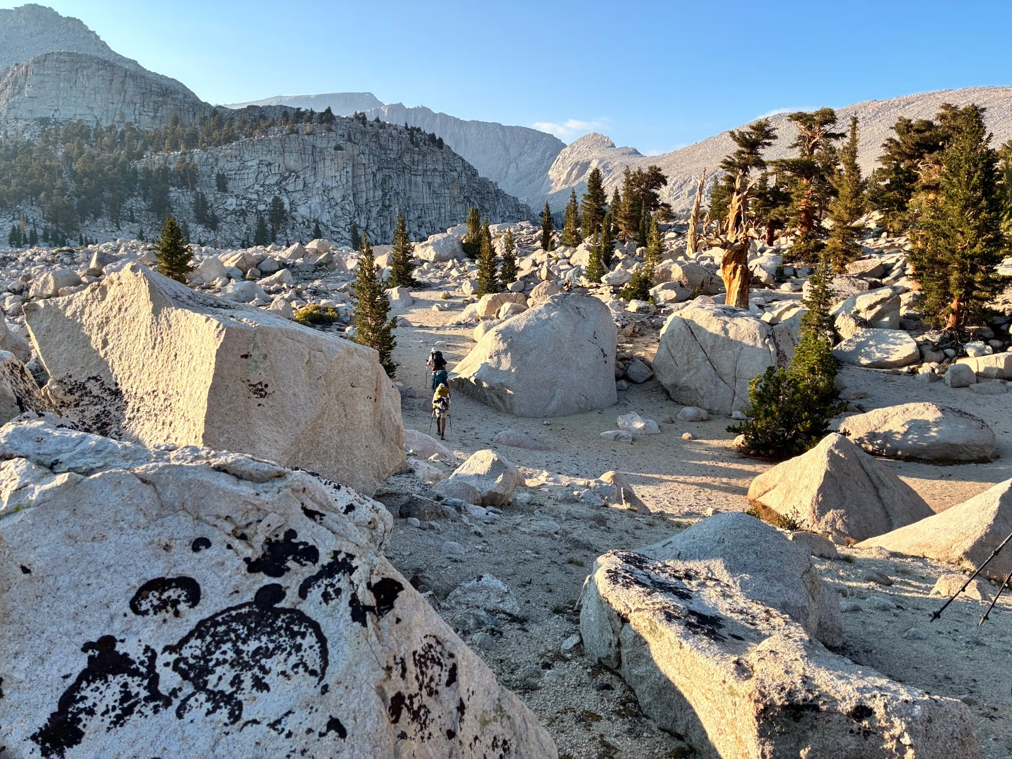 UC Davis researchers hike in the High Sierra in search of high-elevation Jeffrey pine trees