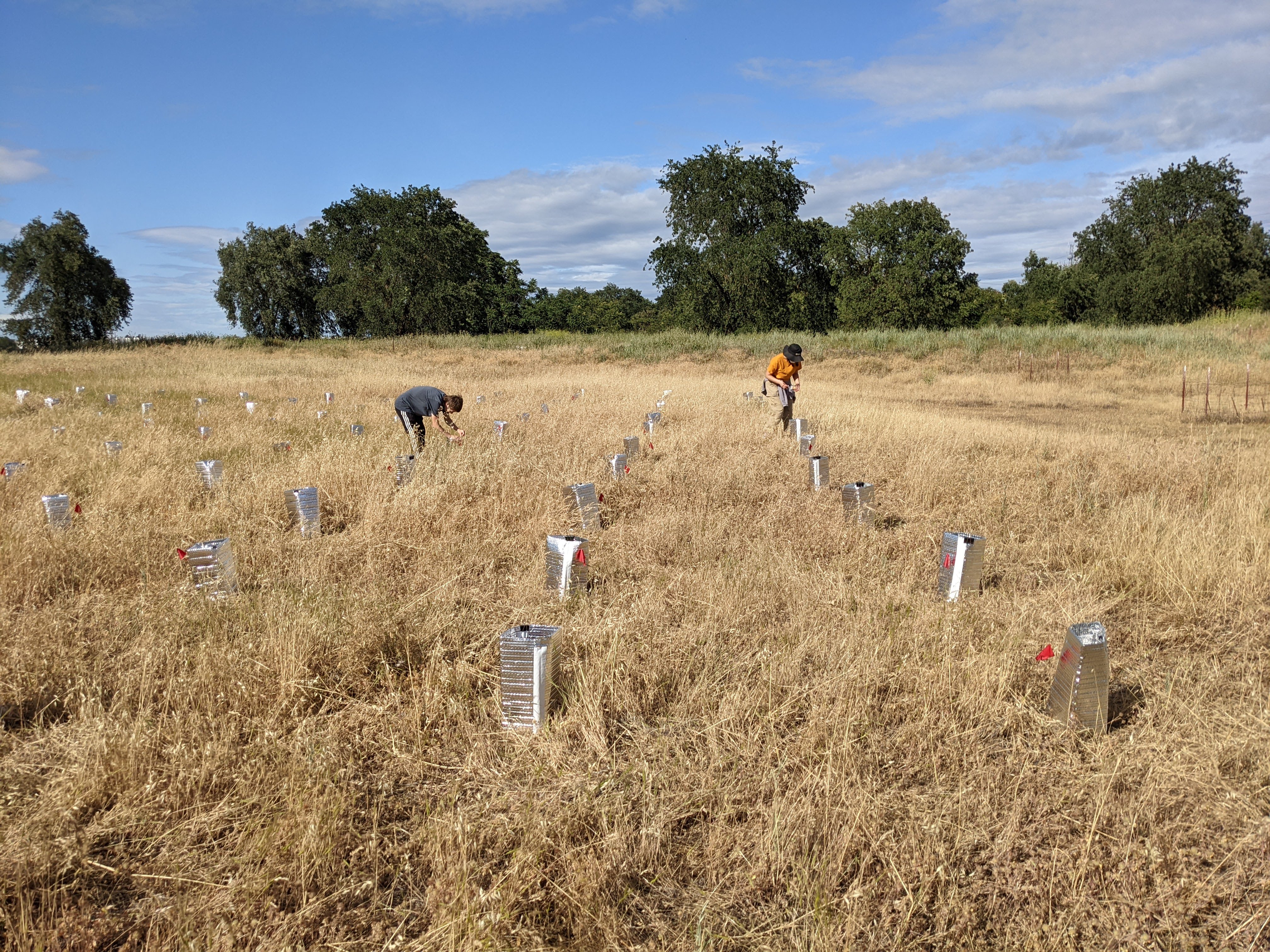 Team of researchers conducted field experiments on campus to study the effects of climate change on caterpillars. (Louie Yang /UC Davis)