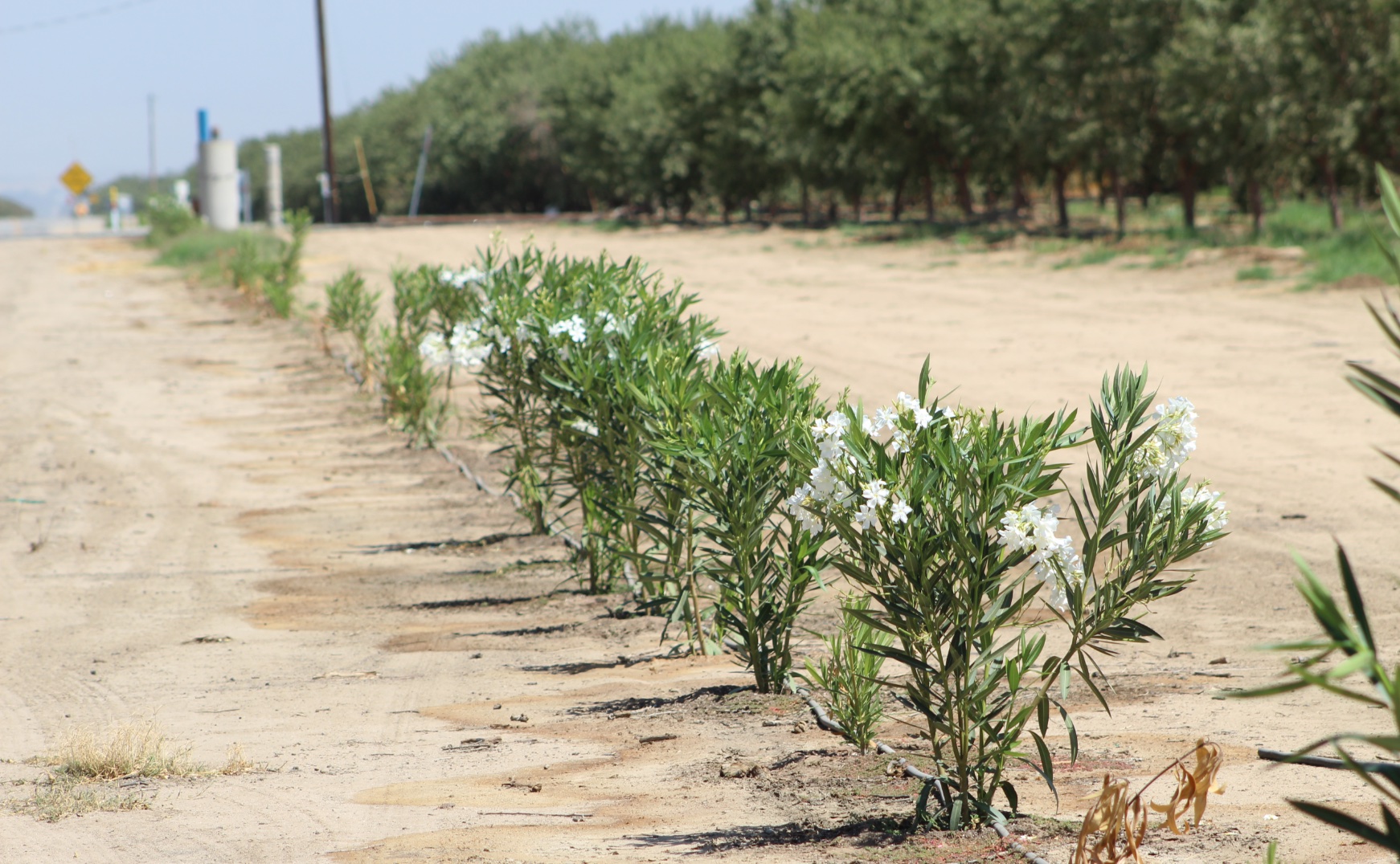 Vegetative barriers planted on an orchard near Shafter, in partnership between the Valley Air District and the Wonderful Company. Photo credit: San Joaquin Valley Air Pollution Control District