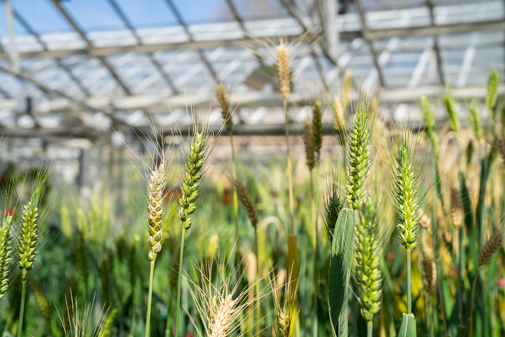 Wheat growing in a greenhouse on the UC Davis campus. (Jael Mackendorf / UC Davis)