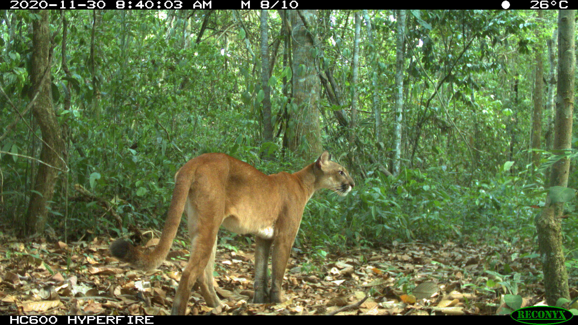 A puma walks by a trail camera. (Daniel Rocha/UC Davis)